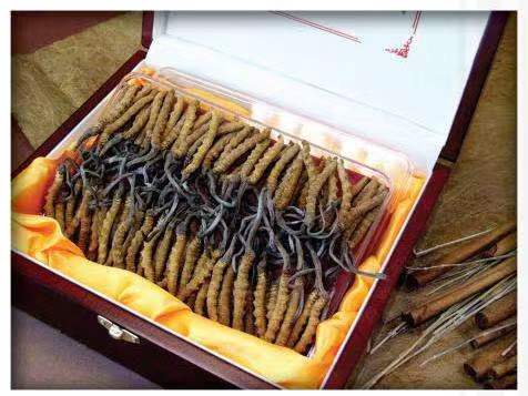 叙永冬虫夏草回收